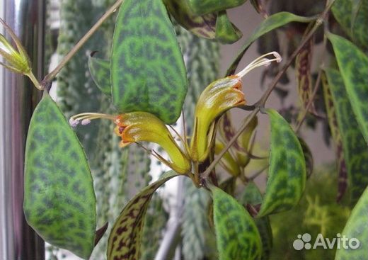 Эсхинантусы,лиана