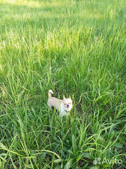 Вязка чихуахуа