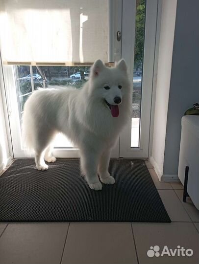 Груминг собак и кошек