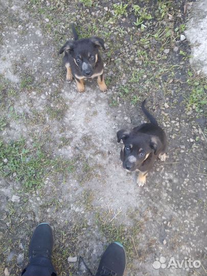 Два щеночка