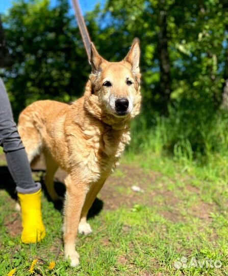 Спасите старичка из приюта