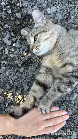 Особенная кошка