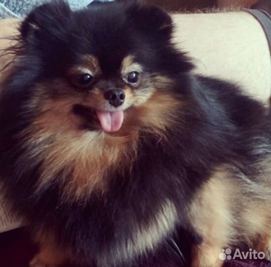 Помы мишки Boo
