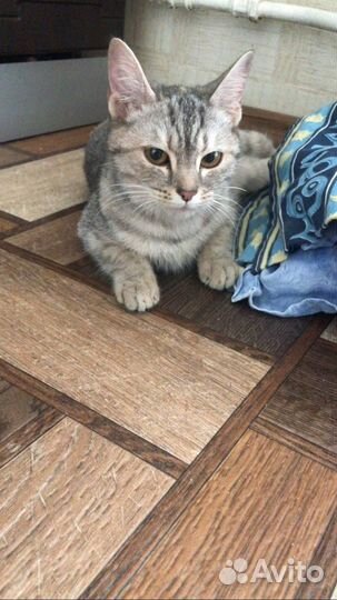 Кошечка в добрые руки