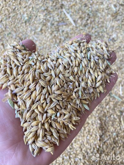 Зерно ячмень