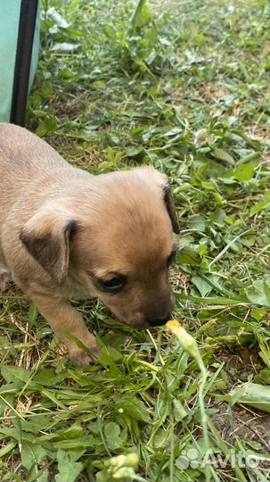 Маленькая собака