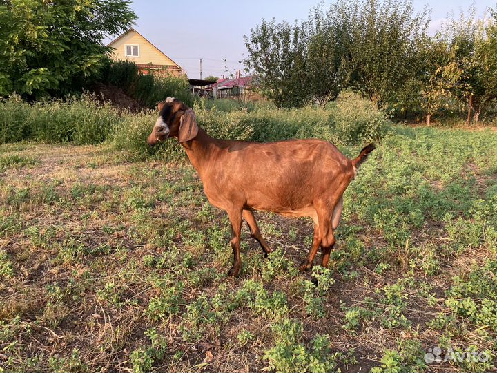 Дойные козы