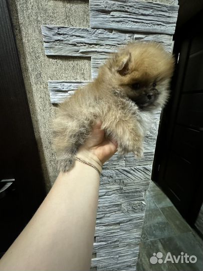 Шпиц померанский
