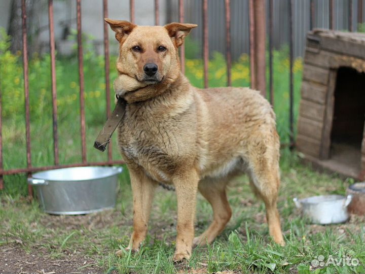 Собака в добрые руки