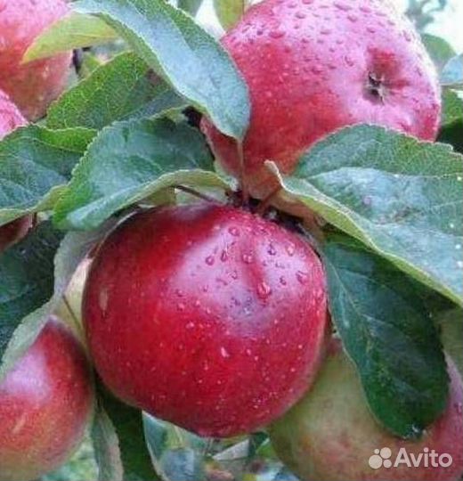 Саженцы яблони Антей
