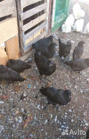 Куры, Утки, Ухейлюй, Кохинхин, Кролики Милые