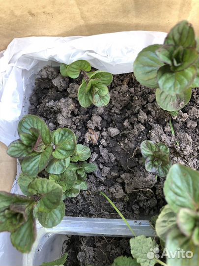 Пряные травы для дачи