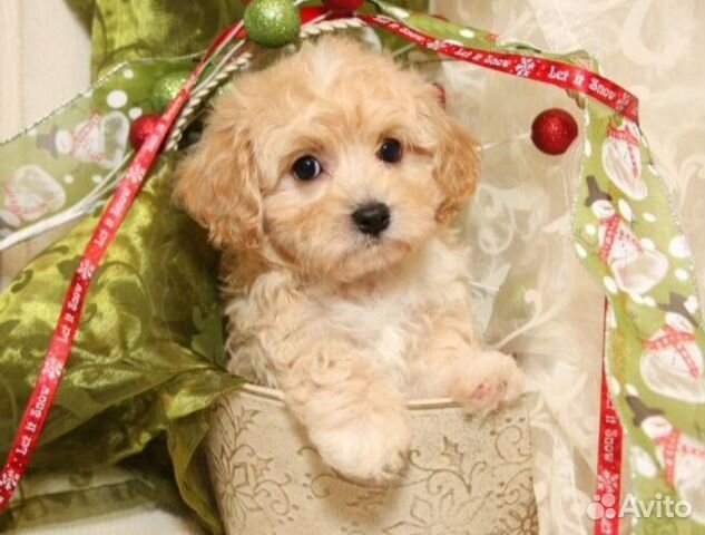 Малыши мальтипу чайные ф1