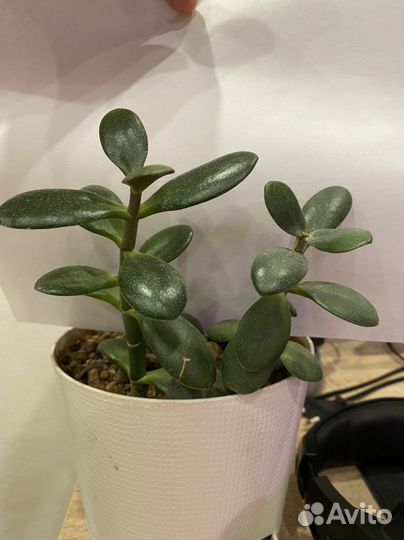 Денежное дерево толстянка алоэ крассула