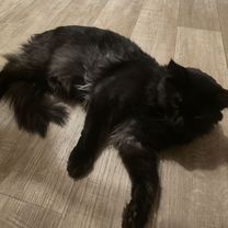 Мейн-кун котёнок