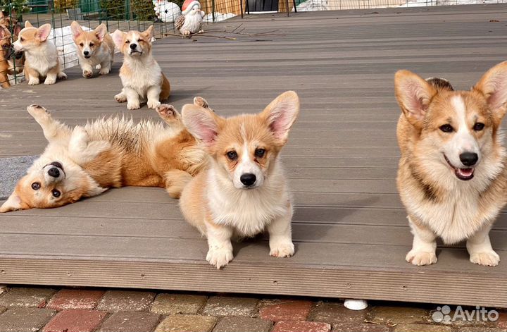 Вельш корги пемброк