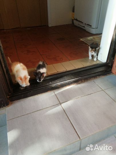 Кошки