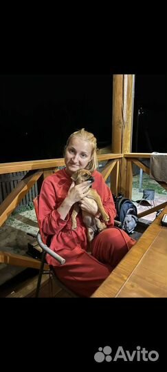 Передержка собак