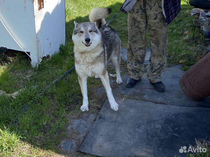Лайка зсл