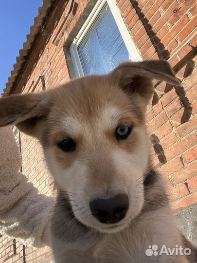Собака в добрые руки отдам бесплатно
