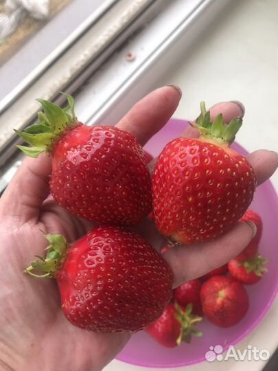 Клубника сортовая итальянской селекции свежая