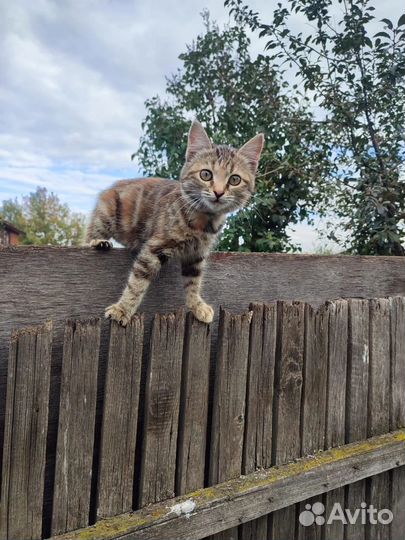 Котенок в добрые руки