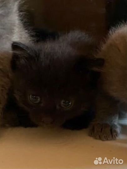 Мама британка