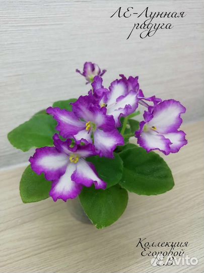 Сортовые фиалки mini