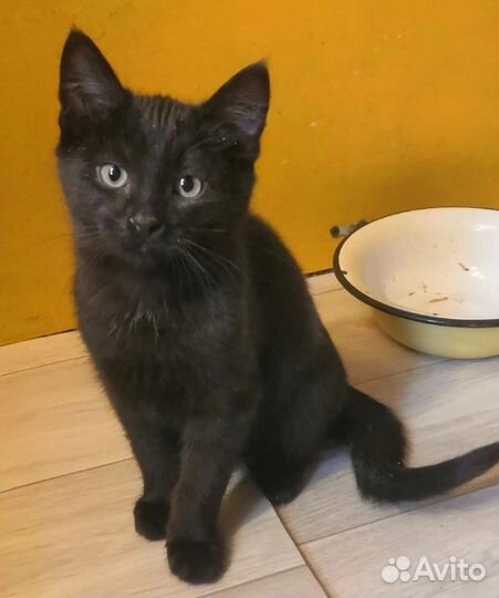 Кошечка Наоми 8 мес