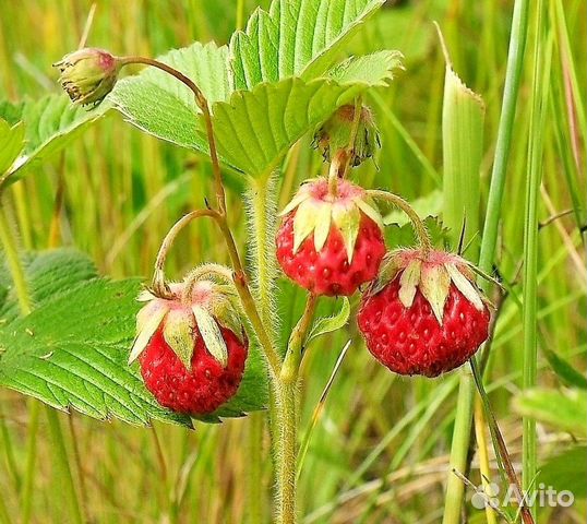 Клубника луговая