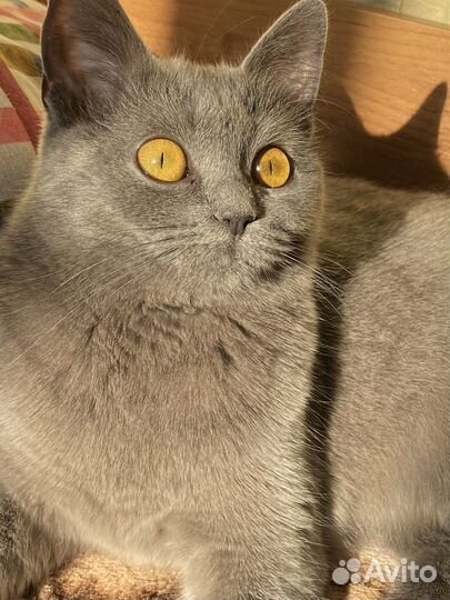 Британская кошка