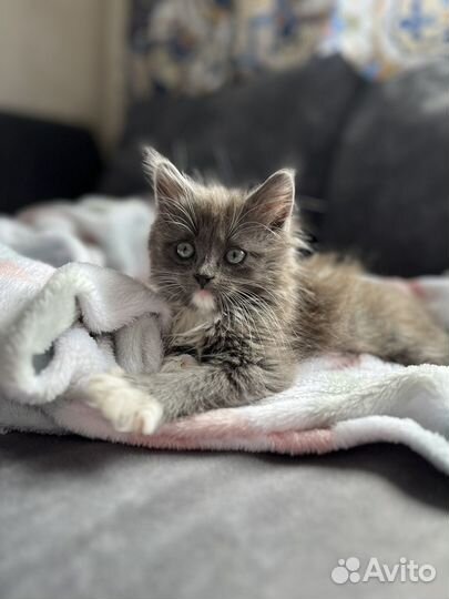 Котенок в дар