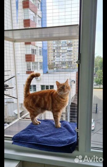 Балкон для кошек