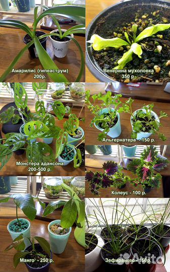 Комнатные домашние растения