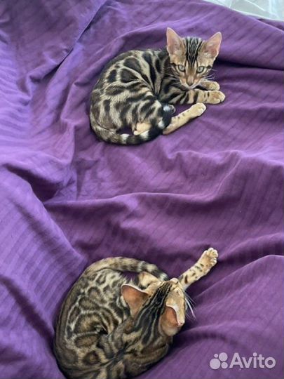 Бенгальский котенок мальчик