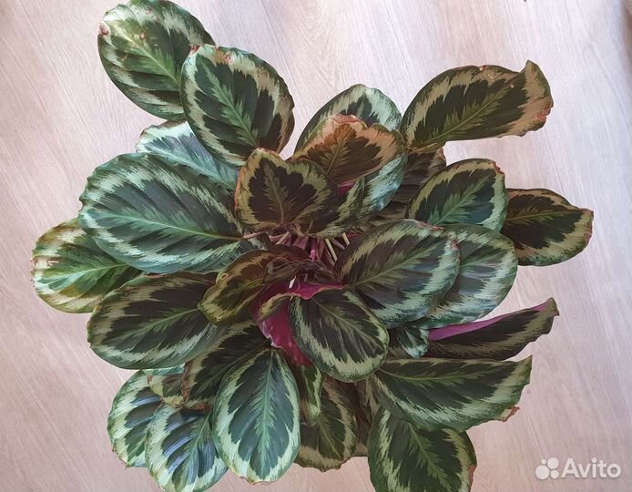 Калатея Марион