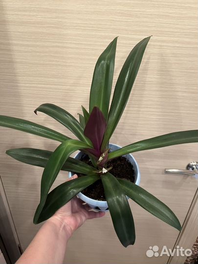 Траденаканция пурпурная