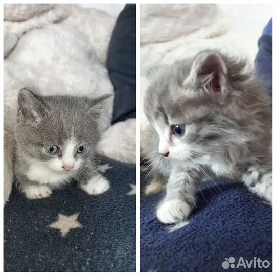 Отдам в добрые руки