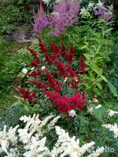 Астильба 4 сорта