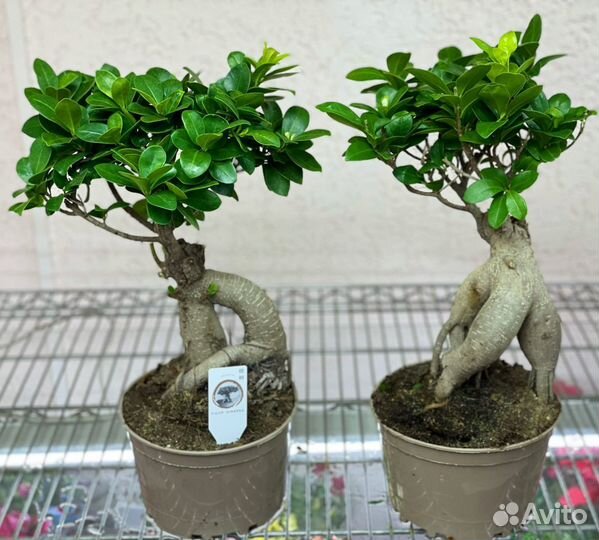 Бонсай Фикус Гинсенг в кашпо
