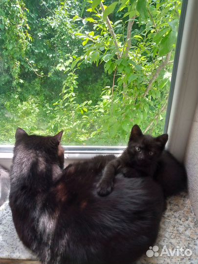 Котята в добрые руки даром