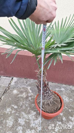 Пальма веерная