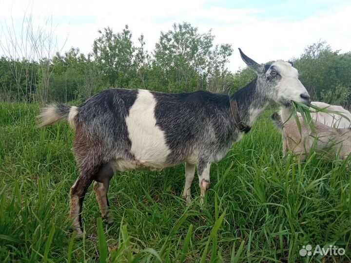 Дойные козы и козлята