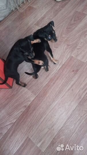 Щенки русский той-терьер