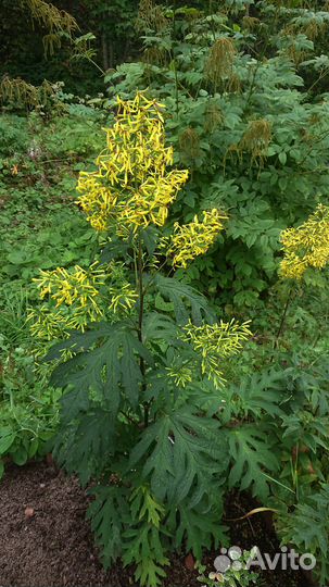 Бузульник тангутский. Рудбеккия многолетняя