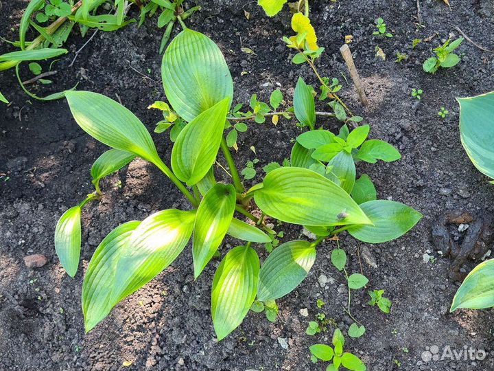 Хосты сортовые, многолетники