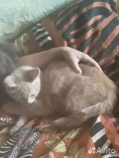 Котенок в добрые руки