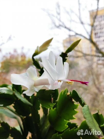 Шлюмбергера