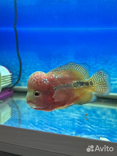 Фловер хорн камфа classic