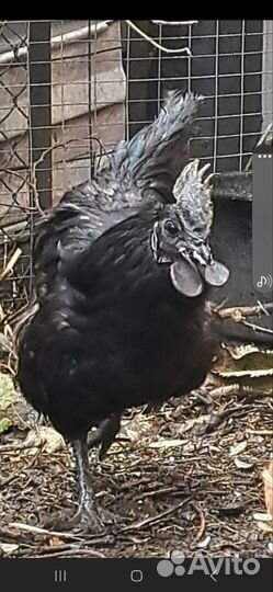 Петух ухейилюй